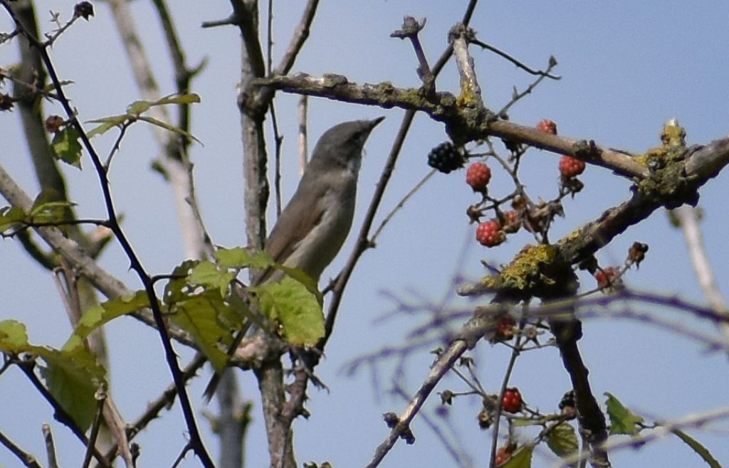 Bigiarella (Sylvia curruca)